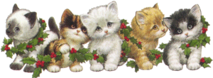 les petit chatons en photo